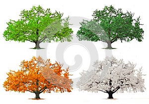 Four season tree