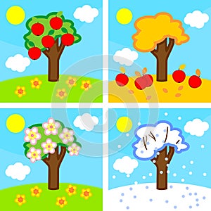 Four seasons apple tree.