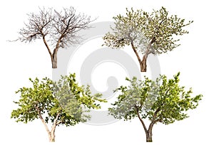 Four seasons apple tree isolated on white