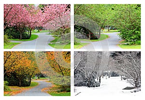 Four seasons of cherry trees on the same street.