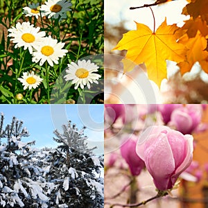 Four seasons. Collage design with beautiful photos of nature