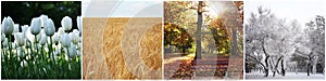 Four seasons. Collage design with beautiful photos of nature