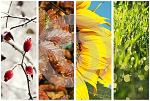 Four seasons collage