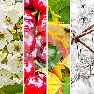 Four seasons collage