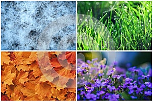 Four seasons collage: Winter, Spring, Summer, Autumn. Blue snowflakes, green grass, orange leaves, purple flowers