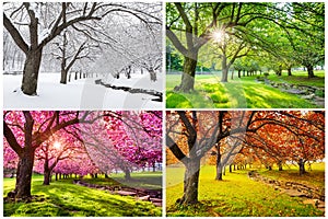Four seasons with japanese cherry trees