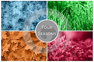 Four seasons nature collage: Winter, Spring, Summer, Autumn. Blue snow, green grass, red flowers and orange leaves