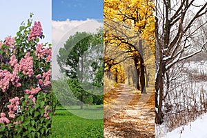 Four seasons spring, summer, autumn, winter photo