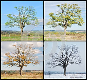 Four seasons tree