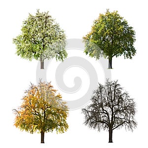 Four seasons of tree