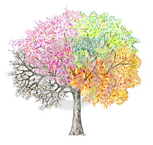 Four seasons. Tree handdrawing isolated.