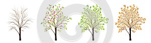 Four seasons of tree vector