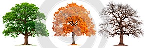 Four seasons trees isolated on white or transparent background. Set of trees in winter, summer, autumn, side view. Tree