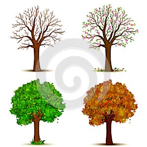 Four seasons trees vector