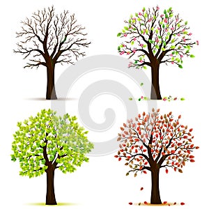 Four seasons trees vector