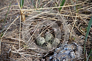 Four Semipalmated Plover eggs in a nest surrounded by twigs near Arviat, Nunavut, Canada