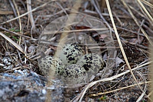 Four Semipalmated Plover found in a nest on the Canadian arctic tundra