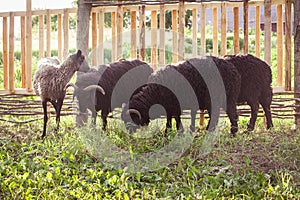 Four sheep eating grass