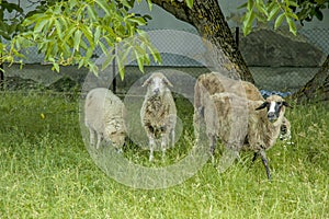 Four sheep on a green meadow