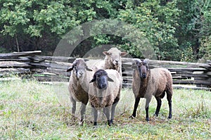 Four sheep