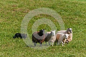 Four Sheep Ovis aries Closely Followed by Stock Dog