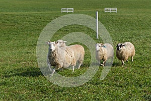 Four Sheep Ovis aries Leave Course