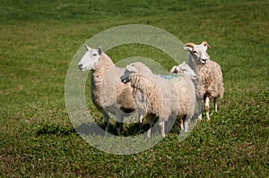 Four Sheep Ovis aries Look in All Directions