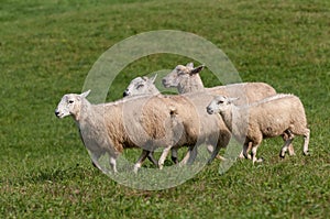 Four Sheep Ovis aries Run By