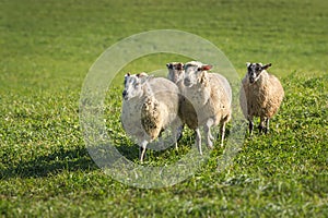 Four Sheep Ovis aries Run In