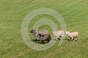 Four Sheep Ovis aries Run Left