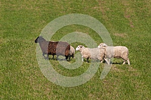 Four Sheep Ovis aries Walk Sedately Left