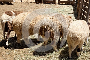 Four sheep presenting thei back side