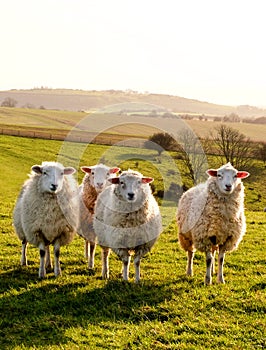 Four sheep in a row in a field looking at the camera