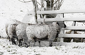 Four Sheep Snow Storm Noordeloos