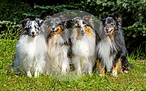 Four Shetland Sheepdog.