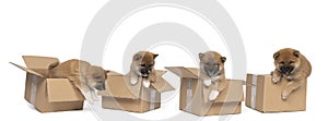 Four Shiba Inu puppies sitting in a cardboard box isolated in a white background