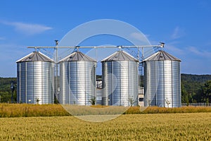 Four silver silos in corn field