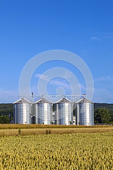 Four silver silos in corn field