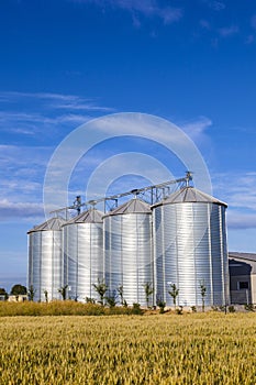 Four silver silos in corn field