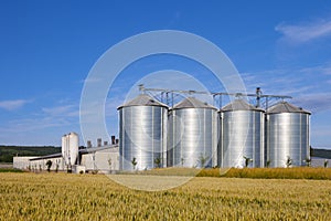 Four silver silos in corn field