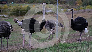 Four simply ostriches, is a species of large flightless bird