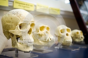 Four skulls in a raw showing humans evolution