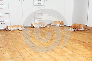 Four sleeping Japanese akita-inu breed dog puppies