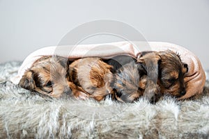 Four sleepy puppies