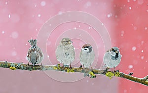 Four small bird Sparrow sitting in festive new year winter Park under snowfall