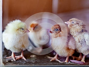 Four small chickens inside glass aquarium wooden background. Young birds
