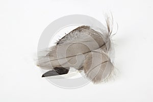 Four Small Fine Textured Grey Feathers on White