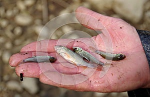 Four small fish in hand