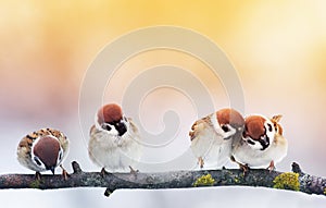 Four small funny baby birds Sparrow sitting on a branch in the g