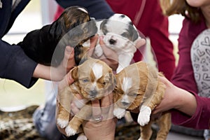 Four small puppies being handled